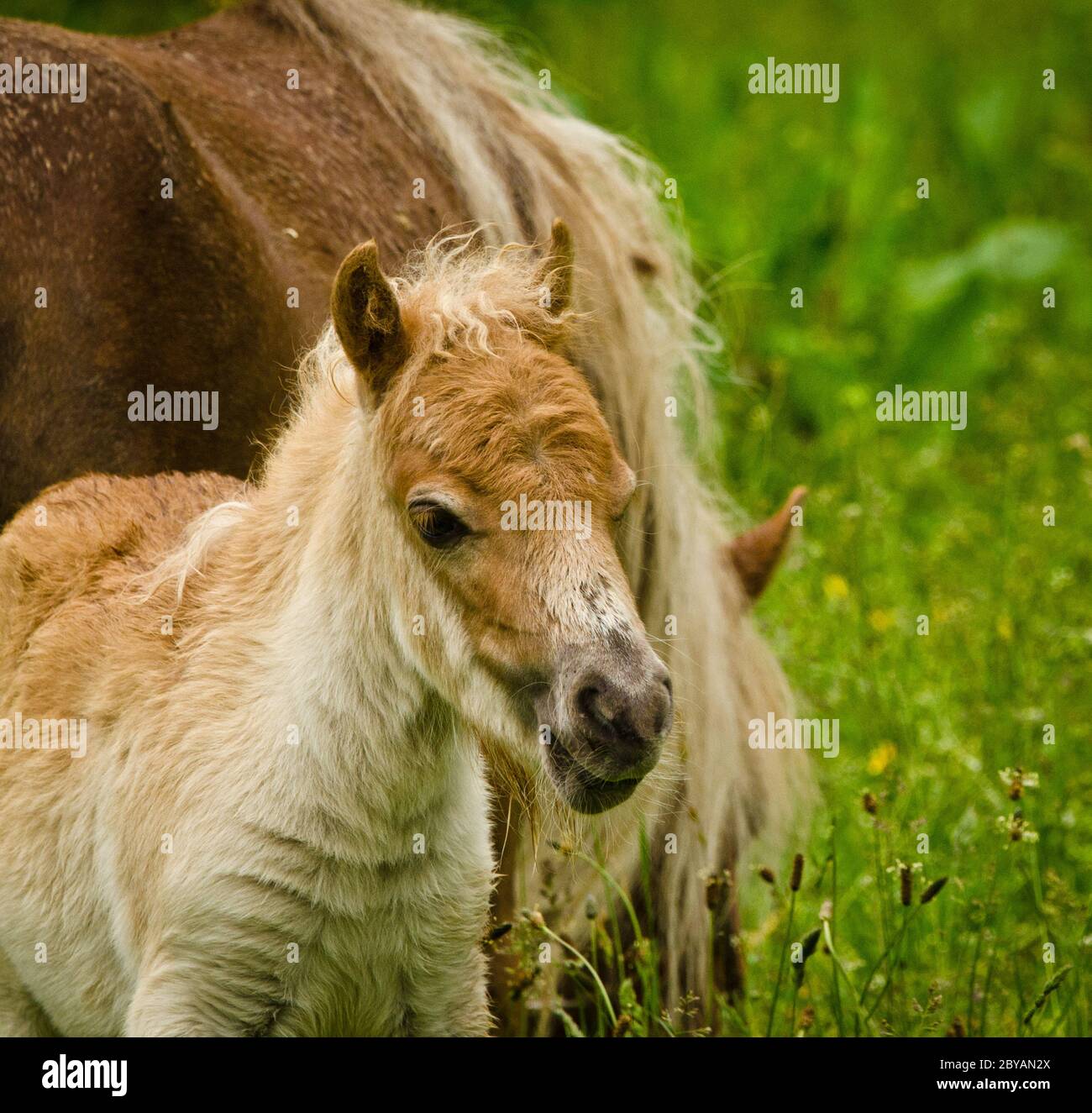 A very small and cute foal of a chestnut shetland pony, near to it`s mother, standing close and looking into the camera Stock Photo